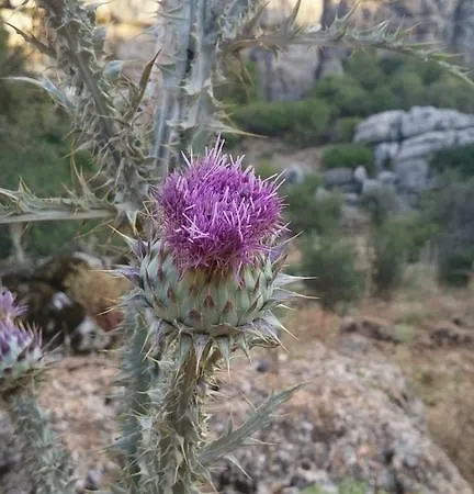 Отель Cortijo Puerto El Peral Альмохия